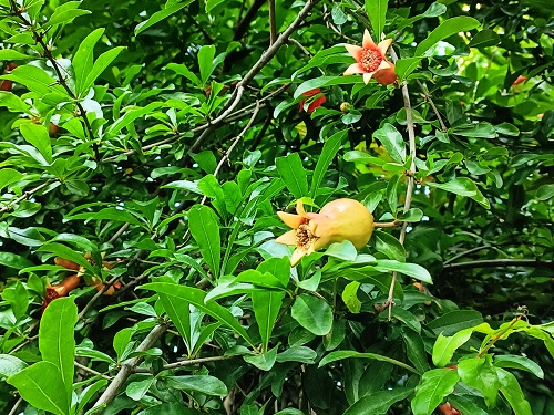 石榴开花结果 slide 石榴开花结果